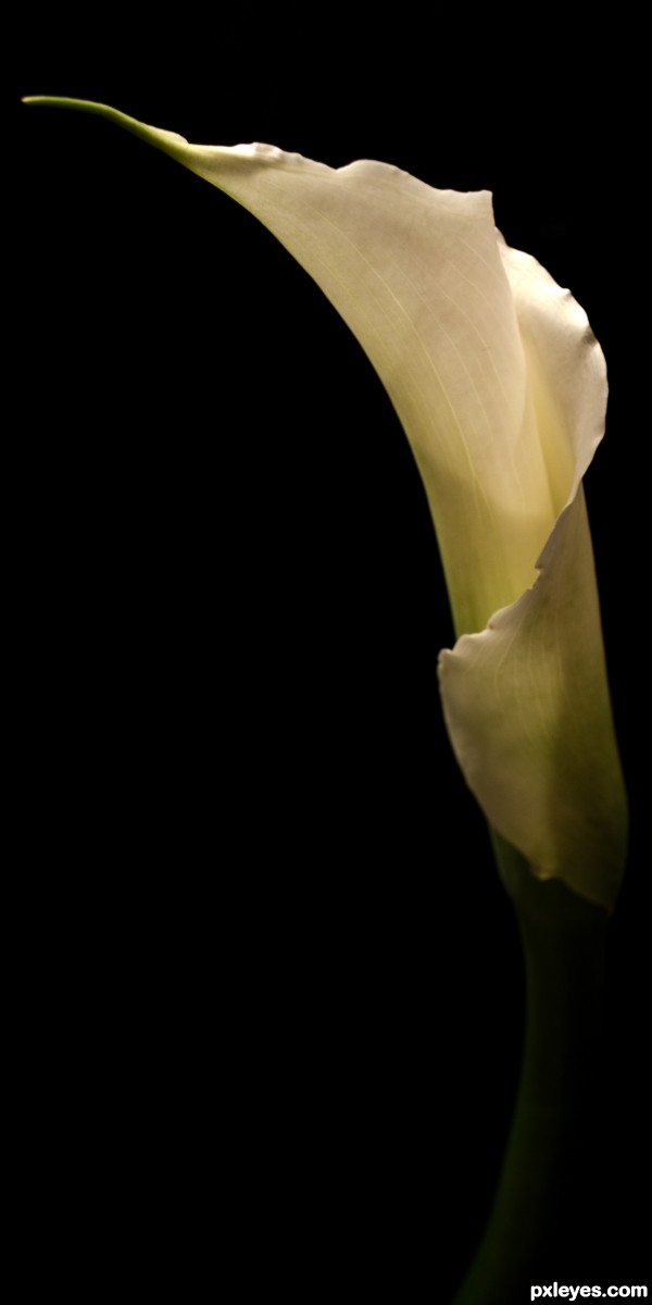 Cala Lily